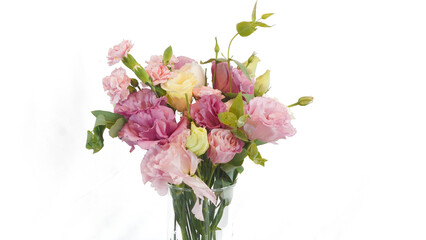 Flower, Plant, Dry flower, Flower pot, white background, still, Beautiful flower