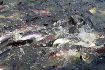 Fish in the pond for cooking