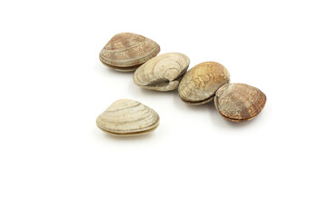 Closed up fresh baby clams, venus shell, shellfish, carpet clams, short necked clams, as raw food from the sea are the seafood ingredients. fresh clams Background.