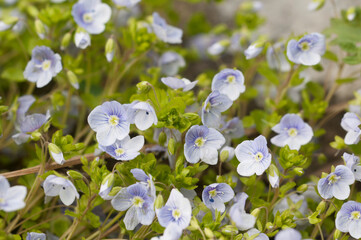 Veronica filiformis  flowers in spring, close-up