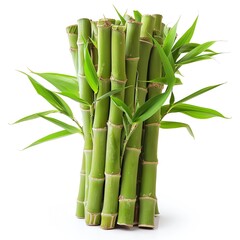 Obraz premium bamboo shoots on isotate white back background