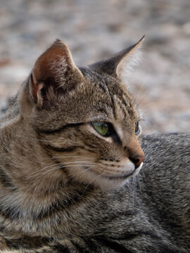 gato