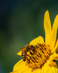 Abejas polinizando 