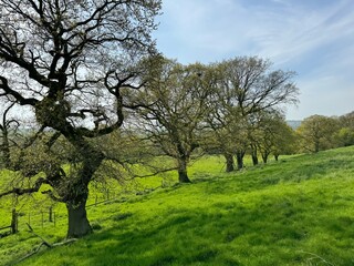 A lush green meadow is dotted with leafy trees under a bright blue sky. Shadows from the trees are cast onto the vibrant green grass, creating a peaceful rural scene near, Wilsden, UK