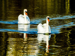 A sunlit pair of swans swims synchronously
 on the mirror surface of the lake