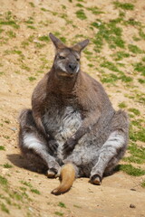 Red-necked wallaby