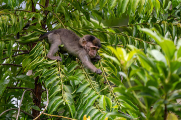 Long-tailed Macaque - Macaca fascicularis, common monkey from Southeast Asia forests, woodlands and...