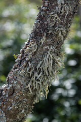 closeup of tree trunk with Tillandsia or air carnations and mushrooms
