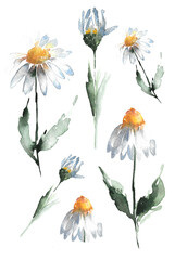 Summer wildflowers. Set of elements of a white field daisy flower with petals and a yellow center on a straight green stem with large leaves and an unopened daisy. Hand drawn watercolor illustration