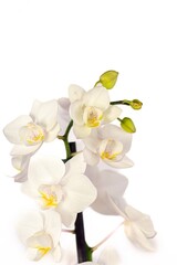 Flower, Plant, Dry flower, Flower pot, white background, still, Beautiful flower