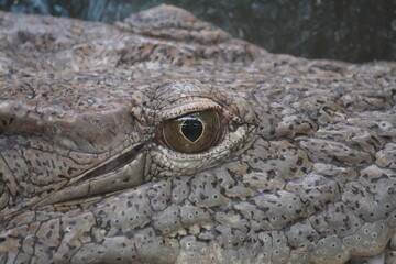 Nile crocodile