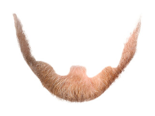Stylish beard isolated on white. Facial hair