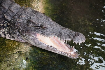 Nile crocodile