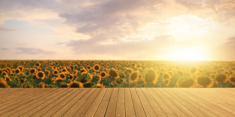 Sunflower field and empty wooden table at sunrise, banner design