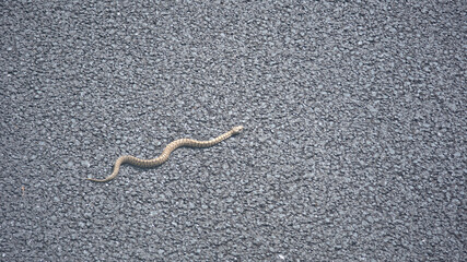 Vipera sulla strada di montagna nelle Marche in primavera