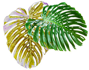 Feuilles géantes de philodendron monstera, fond blanc  © Unclesam