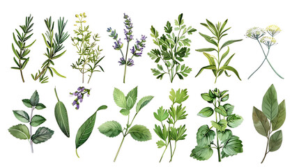 botanical illustration of herbs and flowers on a isolated background