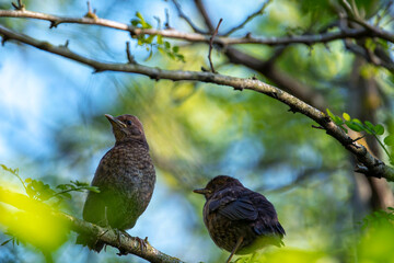 Two young common blackbird perched on a branch.