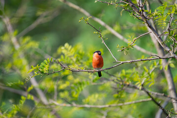 Eurasian bullfinch perched on a branch.