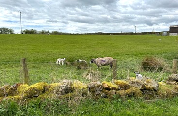 Sheep and lambs are grazing in a green field, with a moss-covered stone wall in the foreground, on...