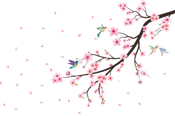 Cherry blossom flower blooming vector. Pink sakura flower background. Watercolor cherry blossom vector. Cherry blossom branch with sakura flower. Sakura on white background. Watercolor cherry bud