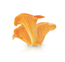 group of chanterelle mushrooms isolated on white background with shadow and reflection