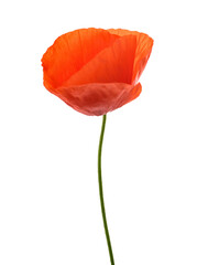 Red poppy flower