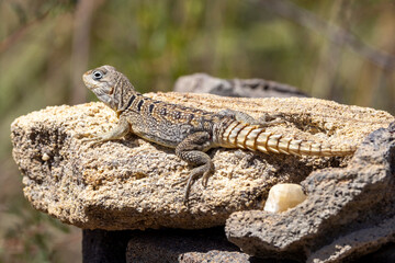 Ein Madagaskar-Stachelschwanzleguan sonnt sich auf einem Felsen