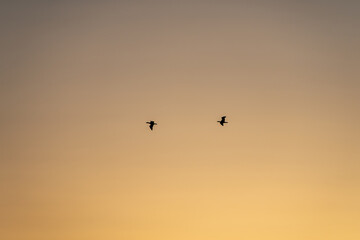 夕焼け空を飛ぶ鳥