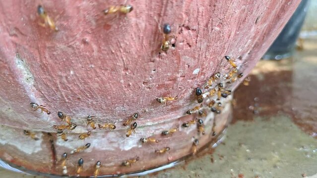 Macro shot of common sugar ants, or banded sugar ants, crawling on a plant pot during a rainy day
