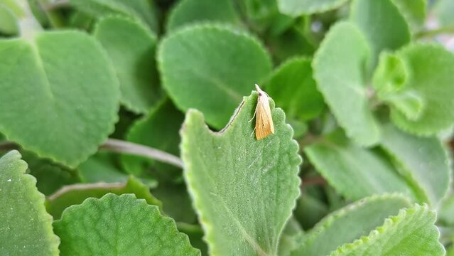 Macro view of Scirpophaga incertulas or rice yellow stem borer perched on ajwain leaf