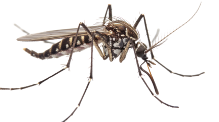 one mosquito isolated on transparent and white background.PNG image.