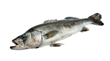 Naklejka premium One fresh sea bass fish isolated on transparent and white background.PNG image.
