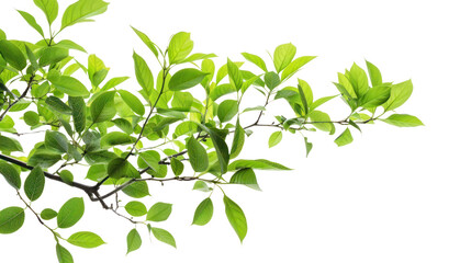 Obraz premium Green tree branch isolated on transparent and white background.PNG image.