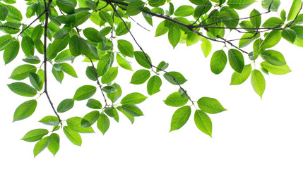 Green tree branch isolated on transparent and white background.PNG image.