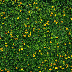 Green grass background with yellow flowers. Top view. Flat lay.