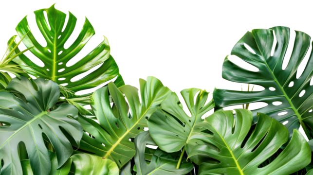 Monstera,Green leaves of tropical isolated on transparent and white background.PNG image.