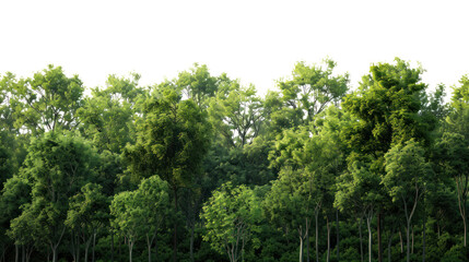 forest landscape with lush green trees isolated on transparent and white background.PNG image.