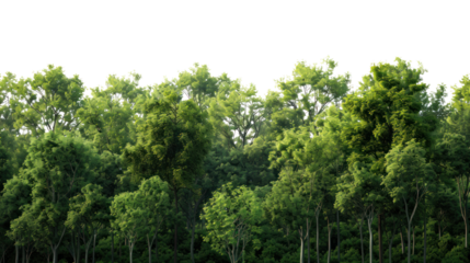 forest landscape with lush green trees isolated on transparent and white background.PNG image.