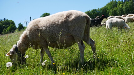 Wygon owiec na pastwisko. Owce, zwierzęta, natura © Jakub
