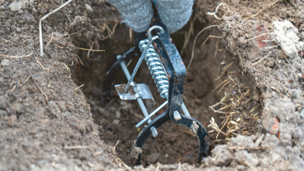 Farmer's hand sets up rodents to catch rodents on the site