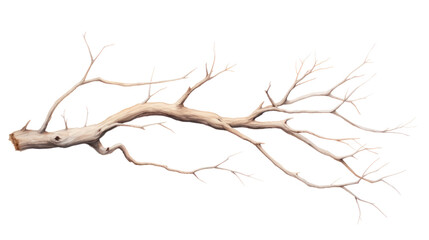 dry branch from a towering dead tree,isolated on transparent and white background.PNG image.