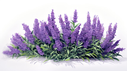 Obraz premium Lavender flowers isolated on white background with vibrant purple blooms