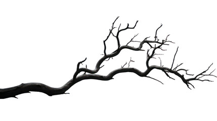 dry branch from a towering dead tree,isolated on transparent and white background.PNG image.