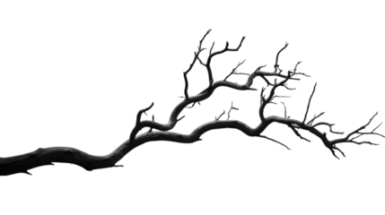dry branch from a towering dead tree,isolated on transparent and white background.PNG image.