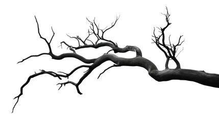 dry branch from a towering dead tree,isolated on transparent and white background.PNG image.
