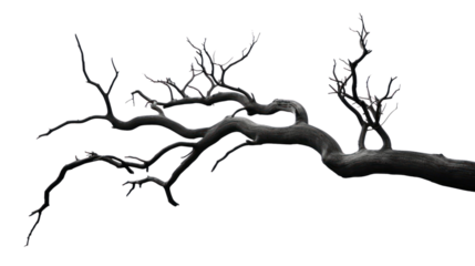 dry branch from a towering dead tree,isolated on transparent and white background.PNG image.