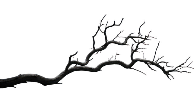 dry branch from a towering dead tree,isolated on transparent and white background.PNG image.