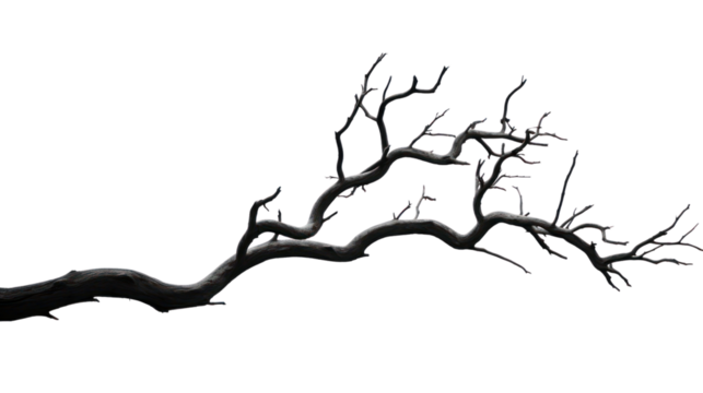 dry branch from a towering dead tree,isolated on transparent and white background.PNG image.