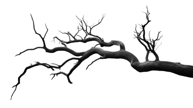dry branch from a towering dead tree,isolated on transparent and white background.PNG image.
